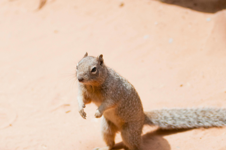 Doha: Sunset Desert Safari, Dune Bashing with dinner at Souq