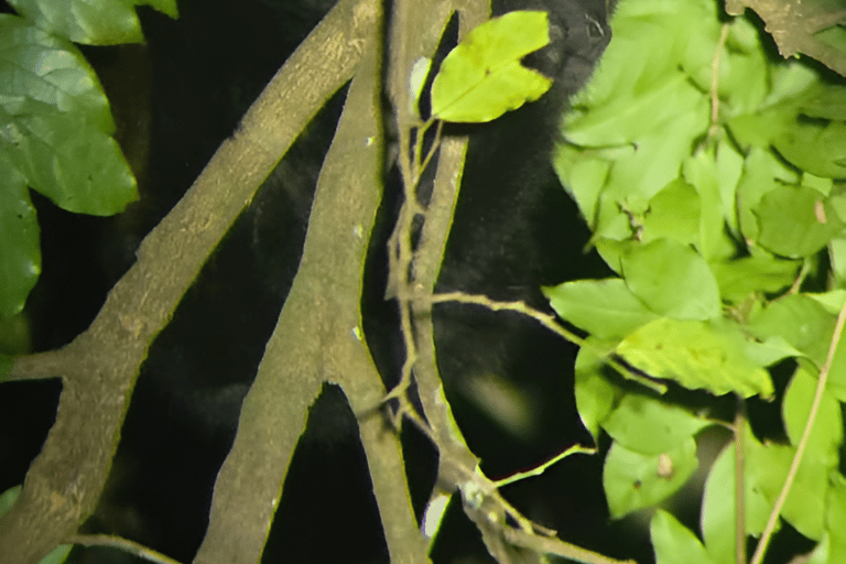 Monteverde: Cloud Forest Night Tour with Pablo