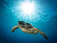 Muscat, Daymaniat Islands Snorkeling Tour com bebidas - Housity