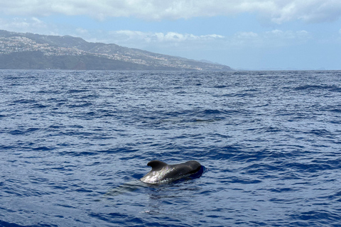 Funchal: Nado con delfines / Avistamiento de delfines y ballenas en semirrígidaDelfines y ballenas en lancha semirrígida