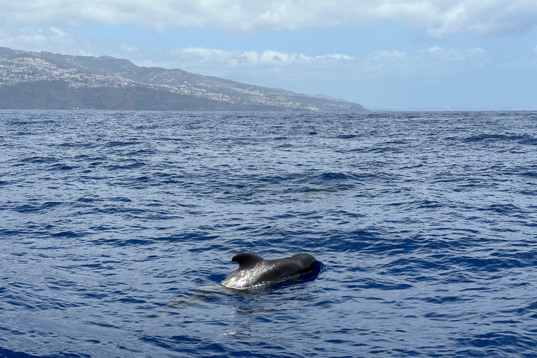 Funchal: gwarancja obserwacji dzikich delfinów i wielorybów łodzią RIBNa wyłączność: Prywatna wycieczka