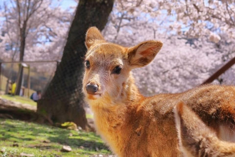 Excursión de un día en Kansai de 10 horas｜Ciudad de Nara
