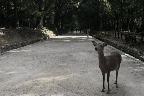 Tour privato a Nara e Inari con guida parlante spagnolo