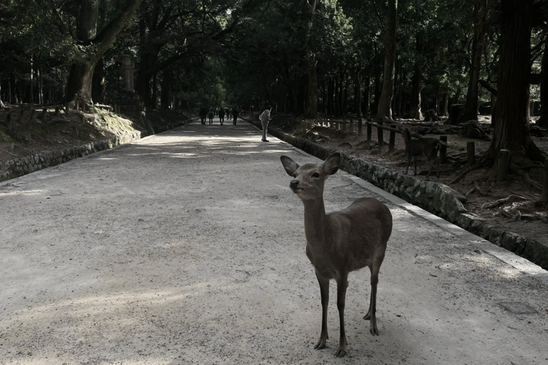 Tour privado a Nara e Inari con Guía de habla hispana