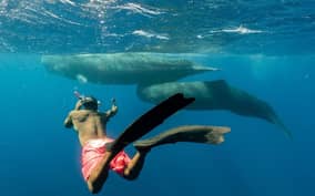 Dominica: Swimming with Sperm Whales Guided Tour