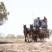 Longreach: Ride on a historic stagecoach on a bush track