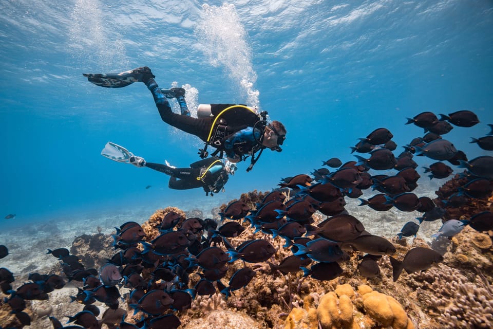 Cozumel: 2 tanks certified scuba diving | GetYourGuide