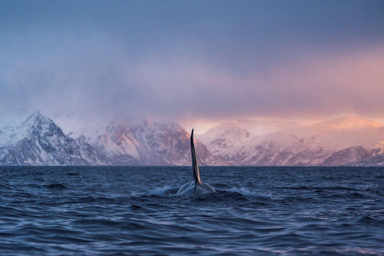 From Tromsø: Whale watching safari to Skjervøy