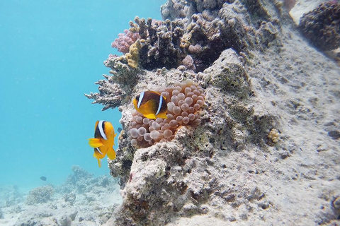 Sharm El Sheikh: Viagem a Ras Mohamed e Ilha Branca com almoço