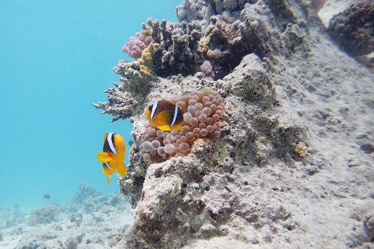 Sharm El Sheikh : Ras Mohamed et l&#039;île blanche avec déjeuner