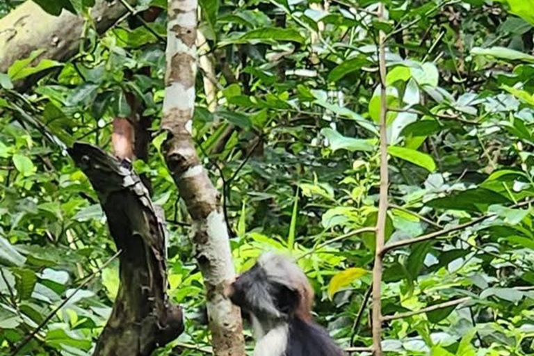 Zanzibar: Jozani Forest, Maalum Cave & Mtende Beach Tour Private Tour with Hotel Pickup (South Zanzibar Only)