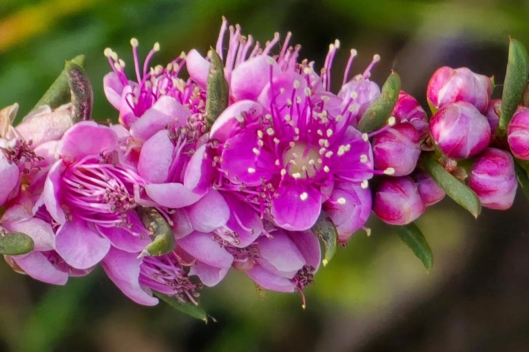 Follow the wildflower trail from Perth to New Norcia