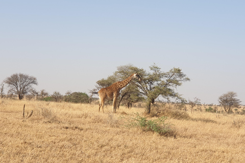 Tansania: 3-tägige Last-Minute-Safari mit Unterkunft