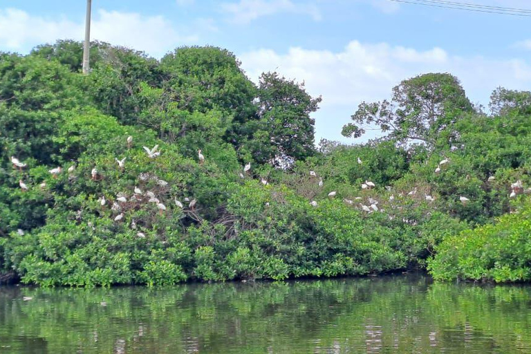 Cartagena: Vogelbeobachtung in den Mangroven auf einem typischen Boot