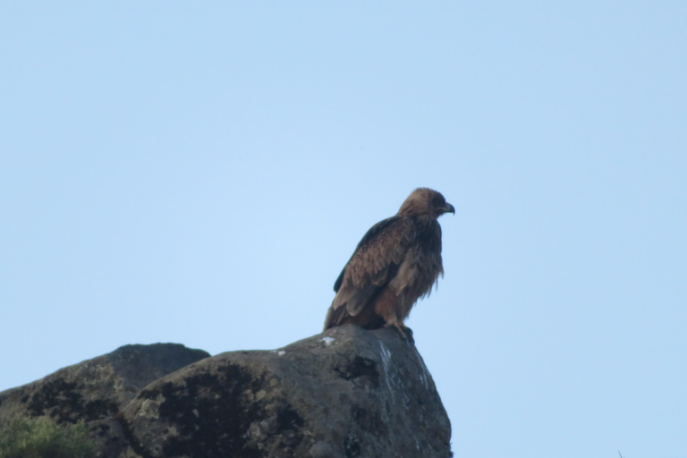 Addis Ababa: 8-Day Bale Mountains Birdwatching Tour