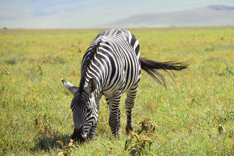 Arusha: 2-Day Tarangire and Ngorongoro Safari Tour