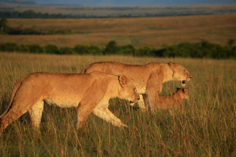 Pirschfahrt im Nairobi-Nationalpark mit kostenloser Abholung und Rückgabe