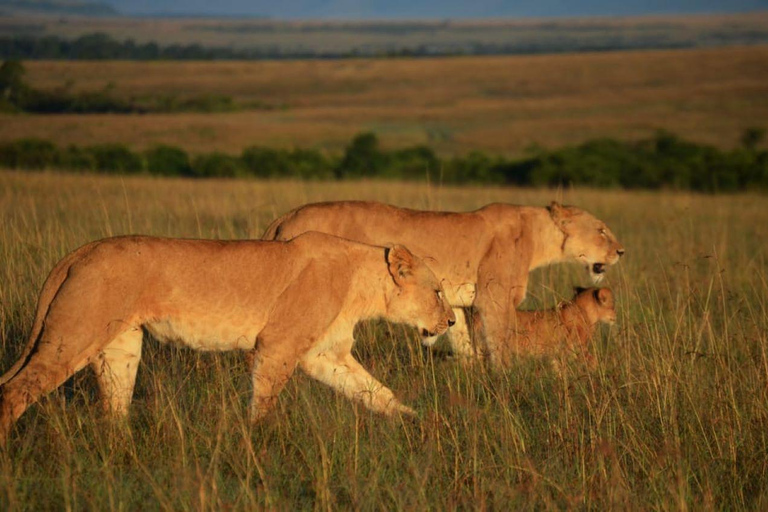 Passeio de carro pelo Parque Nacional de Nairobi com recolha e entrega gratuitas