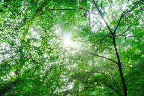 Hangzhou Nine Creeks · Dragon Well Half-Day Hiking Tour