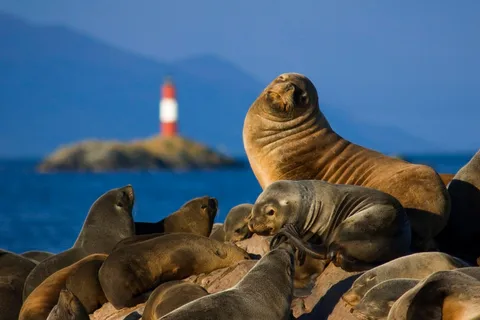 Ushuaia: Tour to Lobos Island with Beagle Channel Trekking