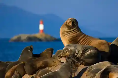 Ushuaia: Tour to Lobos Island with Beagle Channel Trekking