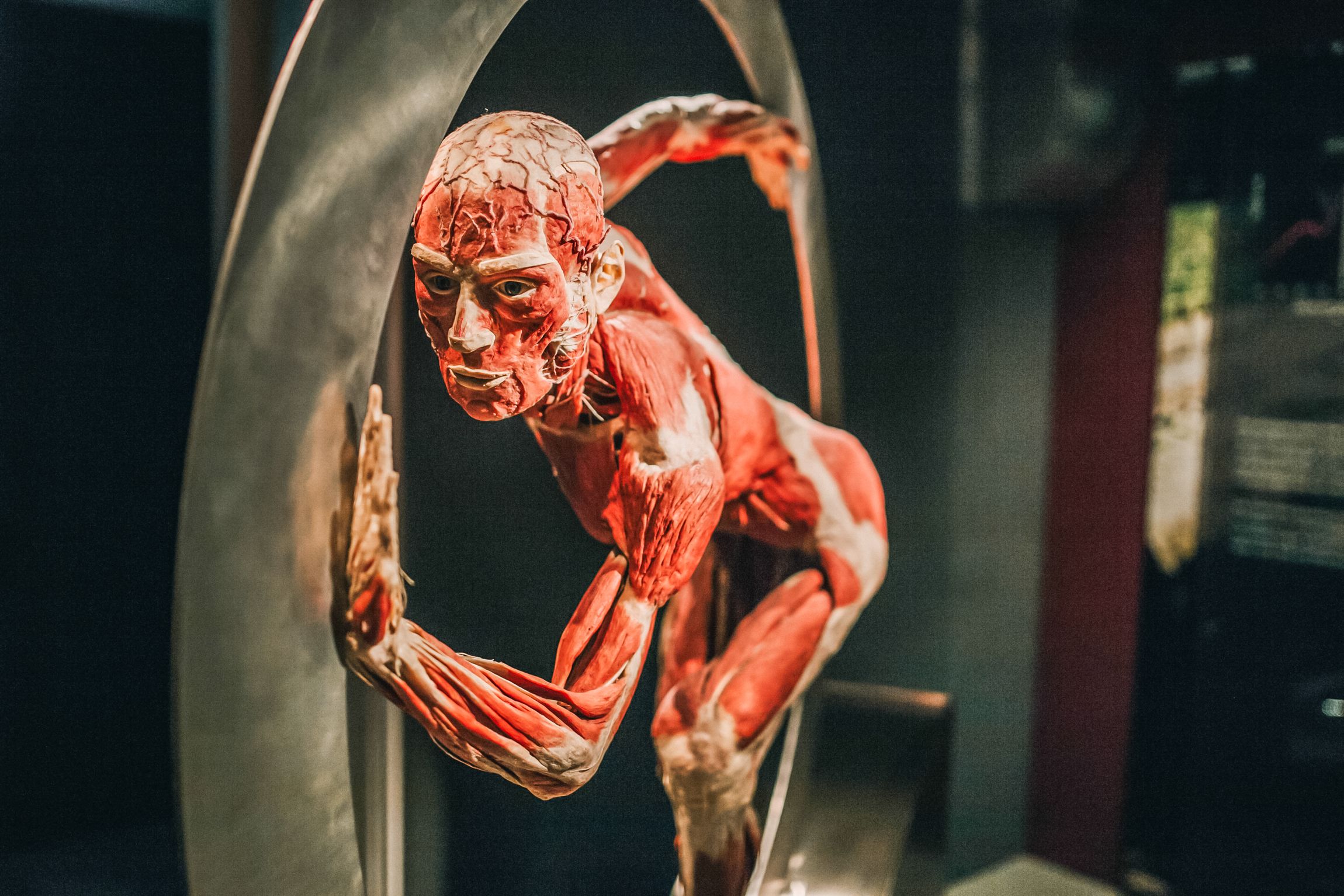 Heidelberg: Eintrittskarte für das KÖRPERWELTEN-Museum