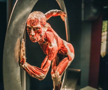 BODY WORLDS Museum Entry Ticket