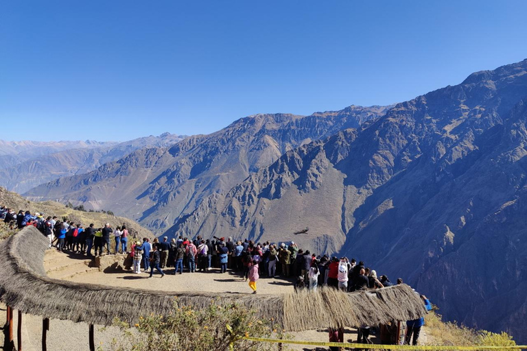 Day trip to the Colca Canyon with connection to Puno