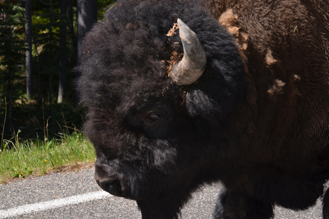 Yellowstone 2 Day Adventure - Upper and Lower Loop Tour