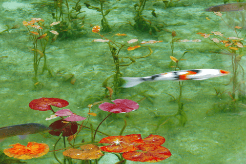 Nagoya: Monet's Pond, Mino Old Town & Shrine Day Trip