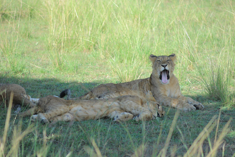 From Kampala: 6-Day Gorillas, Chimpanzees and Rwenzori Tour