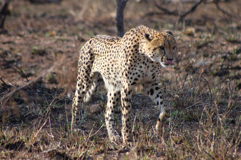 Kruger National Park - 4 Day Safari Tour Kruger National Park - 4 Day Safari Tour -Luxury Safari Tent