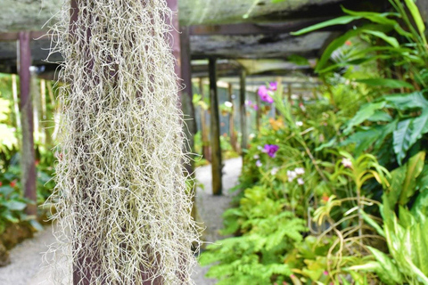 Fidżi: Odkryj Nadi dzięki wycieczce do gorących źródeł Sabeto i basenu błotnegoOdbiór z Fiji Marriott/Queens Wharf Lautoka/Tanoa Waterfront