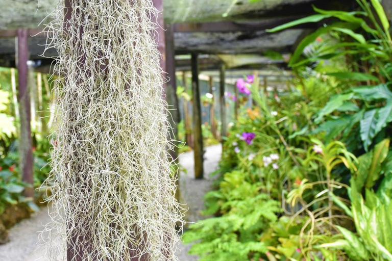 Fidżi: Odkryj Nadi dzięki wycieczce do gorących źródeł Sabeto i basenu błotnegoOdbiór z Fiji Marriott/Queens Wharf Lautoka/Tanoa Waterfront