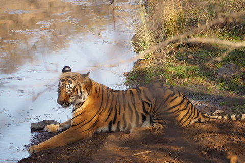 Spot Tigers and other wild of Ranthambore on a Day-Same Tour Ranthambore day trip with local guide full day + naturalist