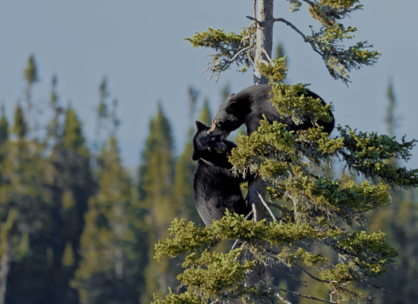 Whistler: Morgen med bjørnene Land Rover naturskøn udflugt