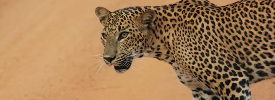 Ella : transfert vers Tangalle/Hiriketiya/Mirissa/Galle et circuit à Yala