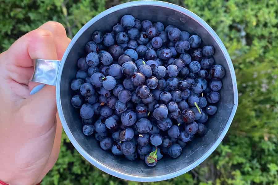 Wie ein Finne: Blaubeerpflücken und Pfannkuchentour in Helsinki. Foto: GetYourGuide