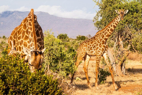 5 dagars safari i Tsavo East/West och Saltlick Lodge