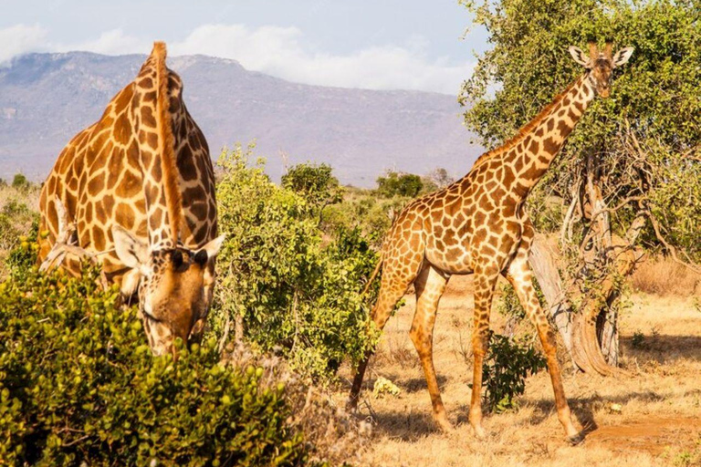 5 dagars safari i Tsavo East/West och Saltlick Lodge