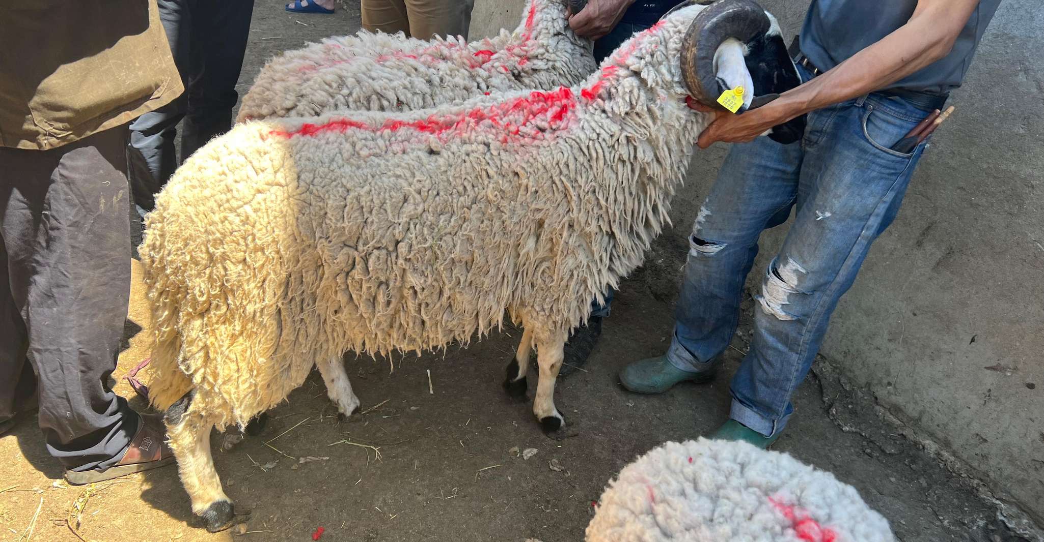 Assilah tour en la costa atlántica - Hizvo