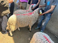 Assilah tour en la costa atlántica - Hizvo
