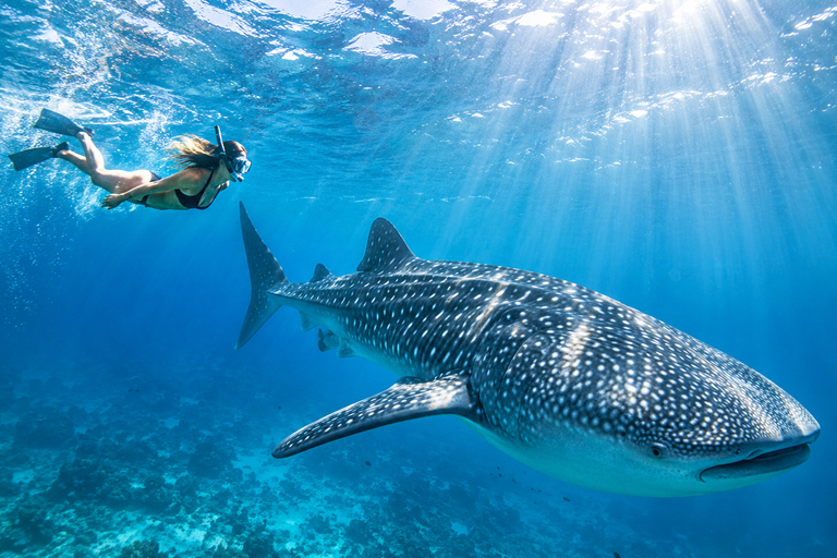 Labuan Bajo: 4-Day Sumbawa Whale Shark & Moyo with Flights Sharing Whale Shark & Moyo Island Private Tour