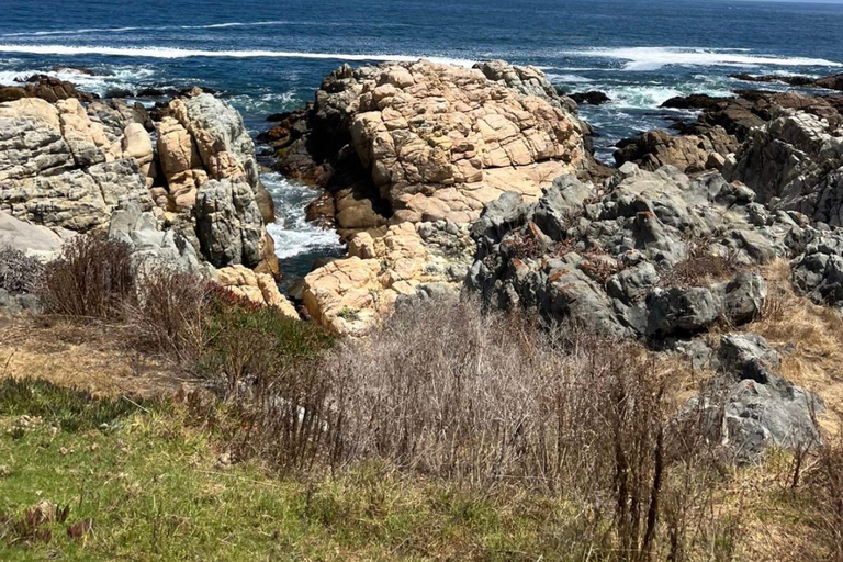 Papudo: Horseback Riding, Penguin Watching, and Sailing