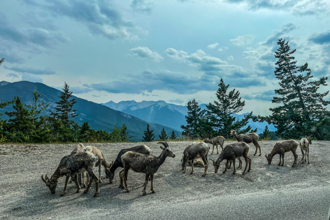 Jezioro Louise, jezioro Moraine, kanion Johnston (2 godz.) w Banff