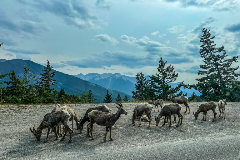 Jezioro Louise, jezioro Moraine, kanion Johnston (2 godz.) w Banff