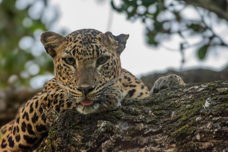 Yala nationalpark: Privat heldagssafari (04:00-18:00)