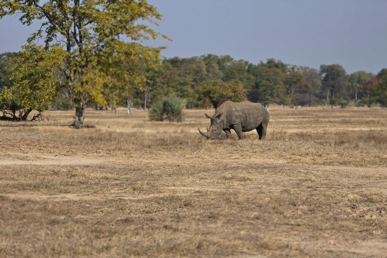 Livingstone: Game Drive And Rhino Walk Experience
