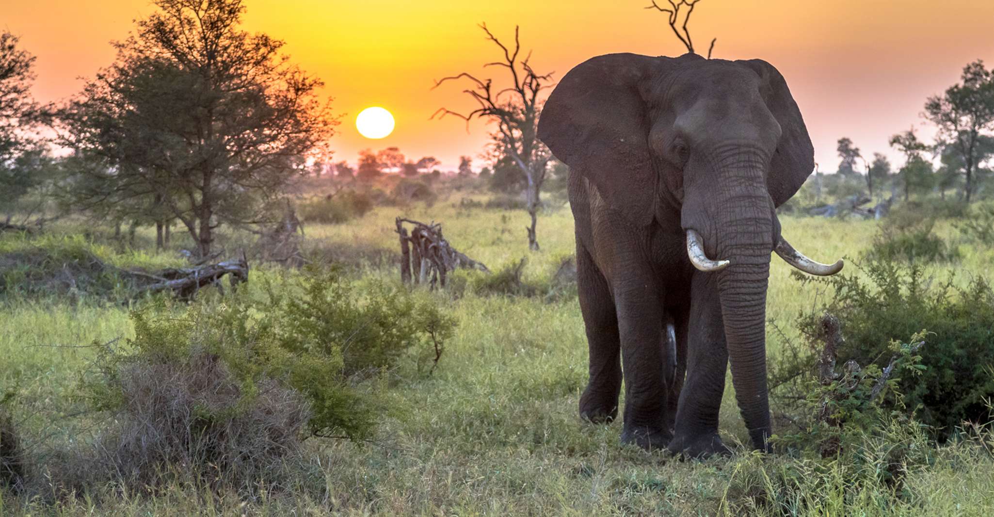 Desde Hoedspruit, Kruger National Park Safari de día completo - Hizvo