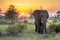 Desde Hoedspruit, Kruger National Park Safari de día completo - Hizvo
